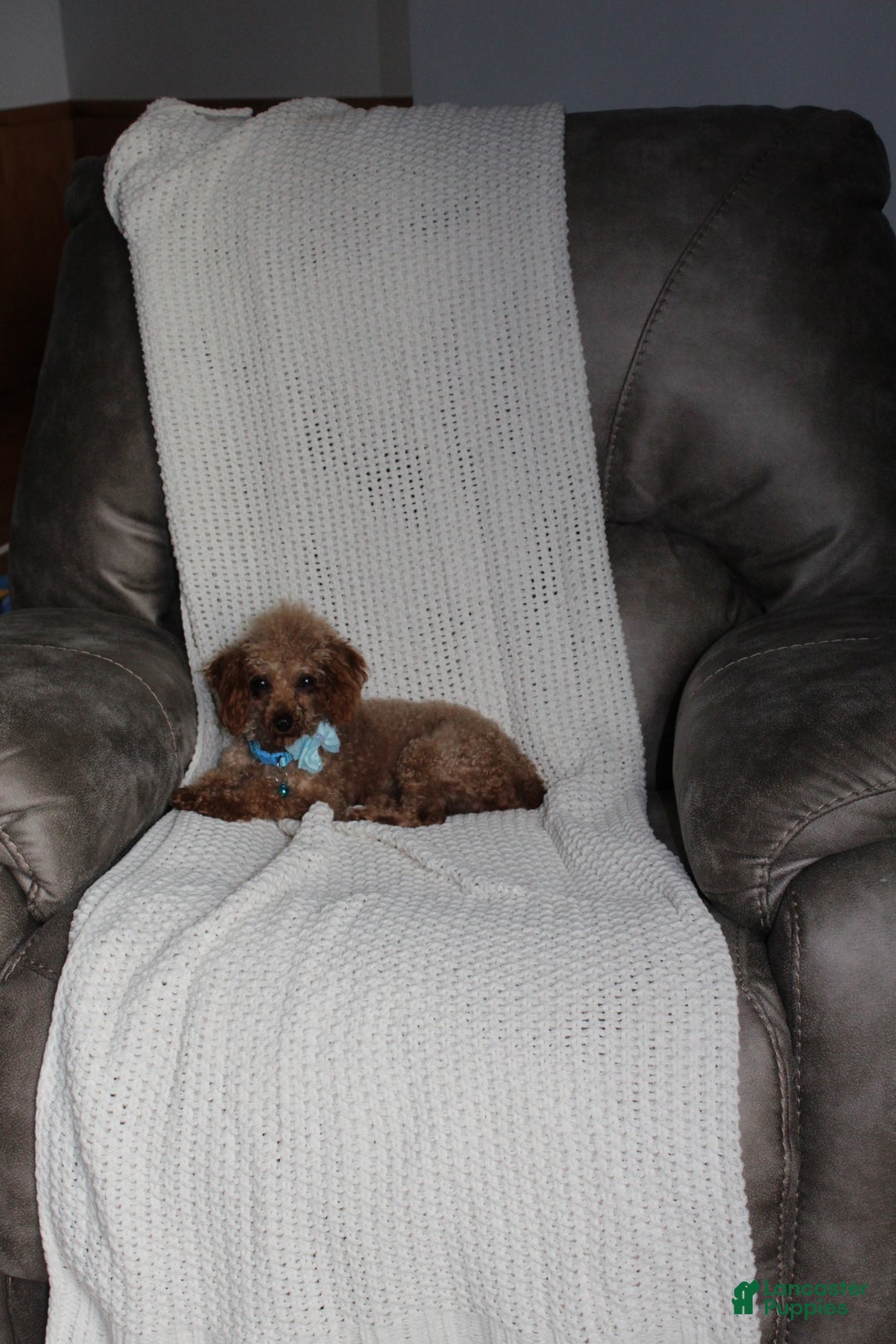 Cavapoochon dogs for sale: Milo - Ad 13