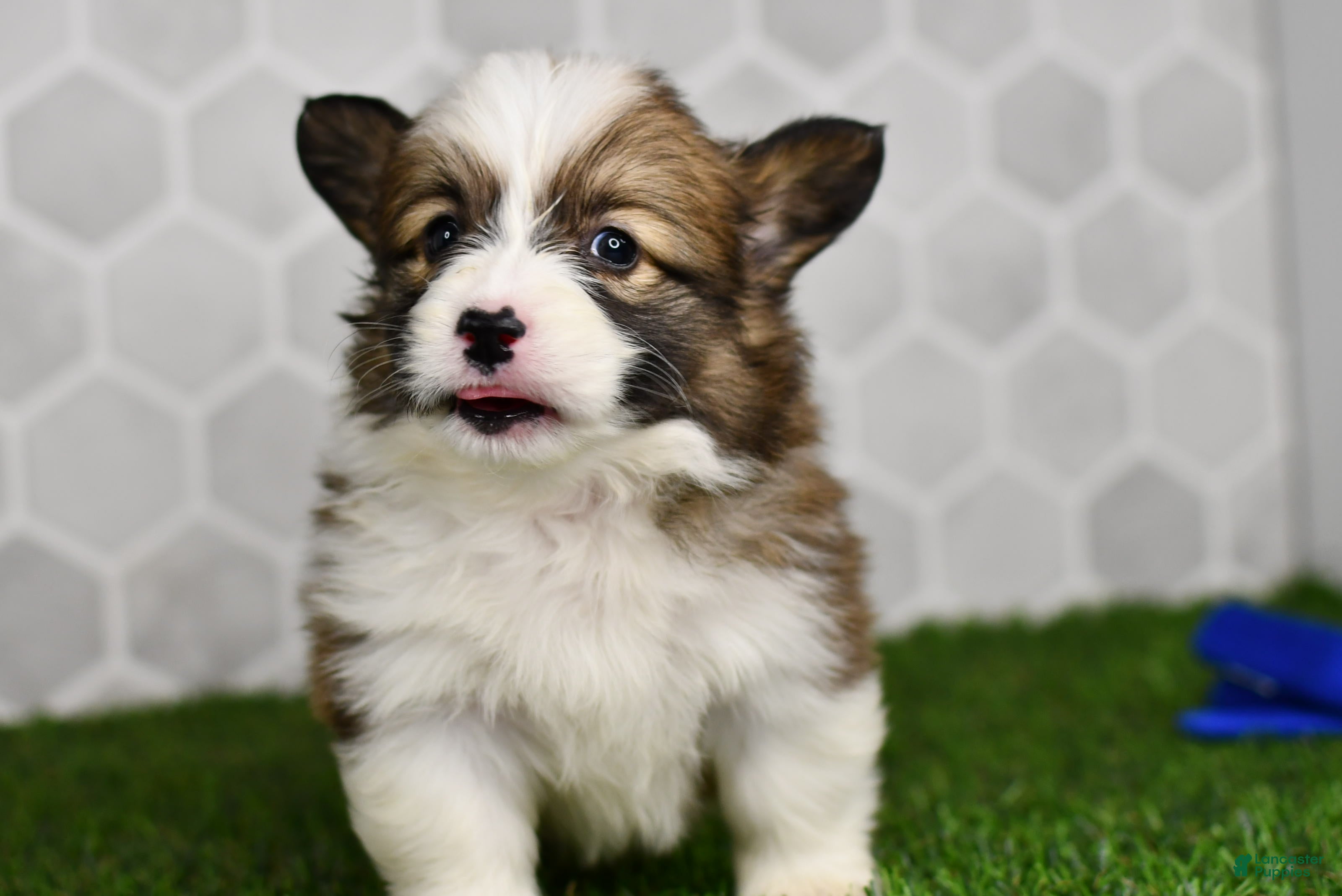 Welsh Corgi Pembroke dogs Luna 2507 - Ad 1