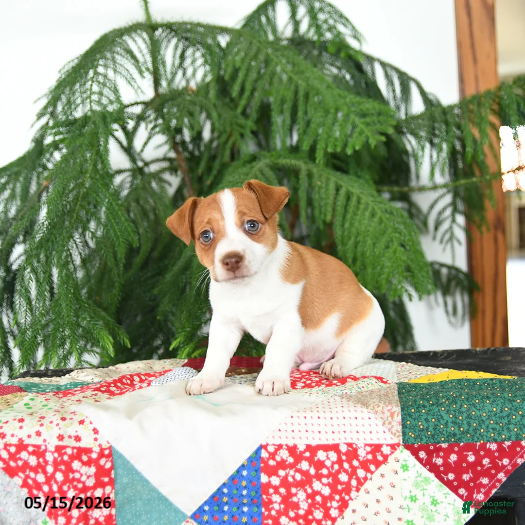 Jack Russell Terrier dogs for sale: Benji - Ad 3