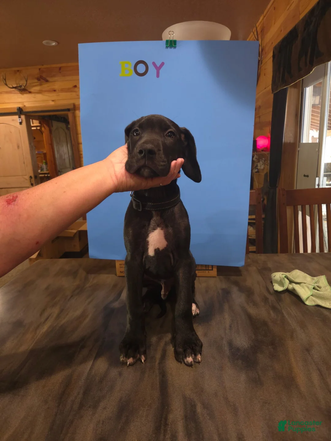 Great Dane dogs for sale: Great Dane 5 - Ad 1