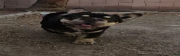 French Bulldog dogs for sale: French Bulldog Puppy 1 - Ad 6