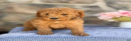 Goldendoodle dogs for sale: Mango - Ad 5