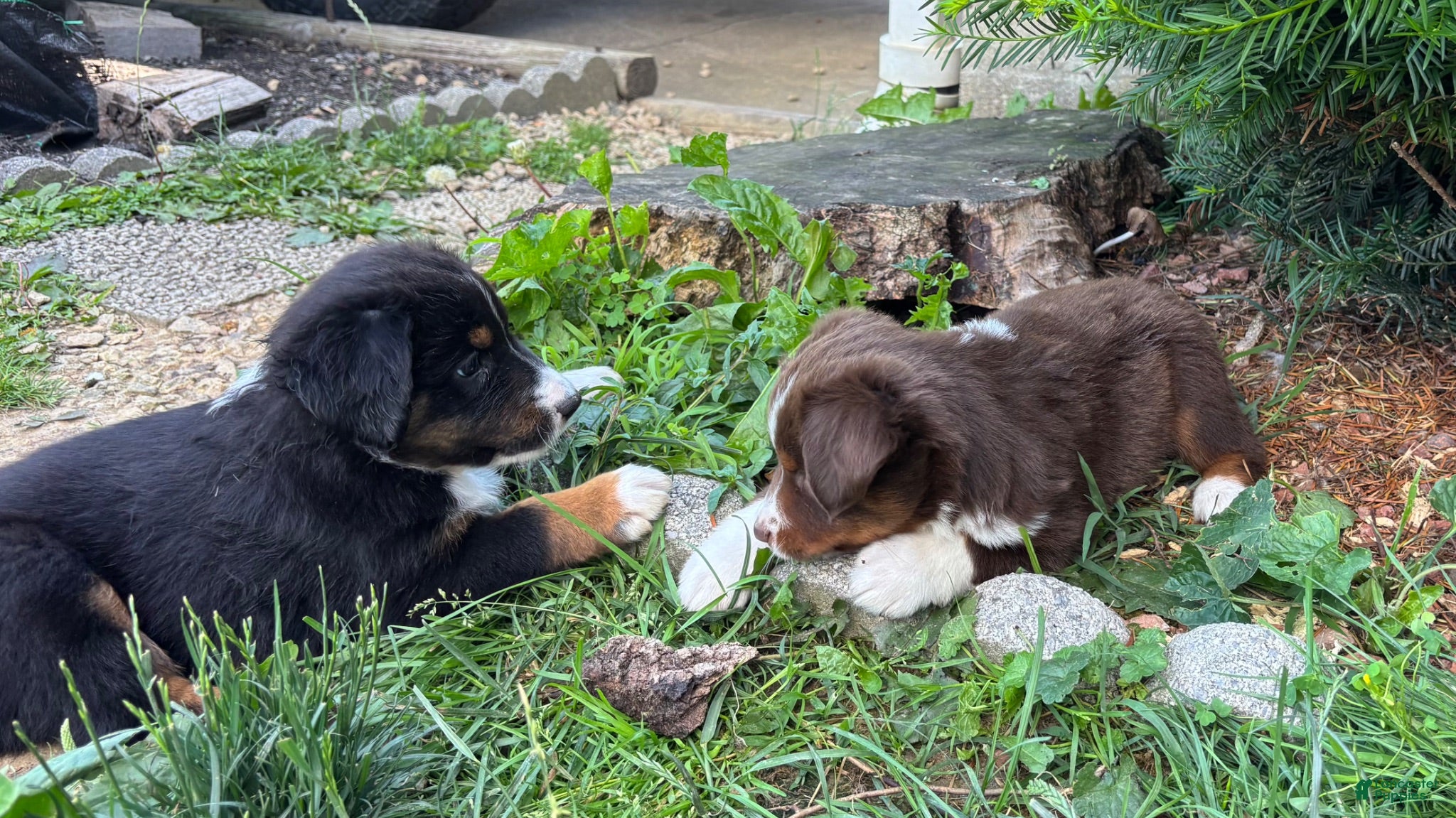 Miniature Australian Shepherd dogs #3 Red Tri female - Ad 2