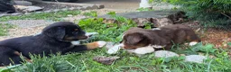 Miniature Australian Shepherd dogs for sale: #3 Red Tri female - Ad 2