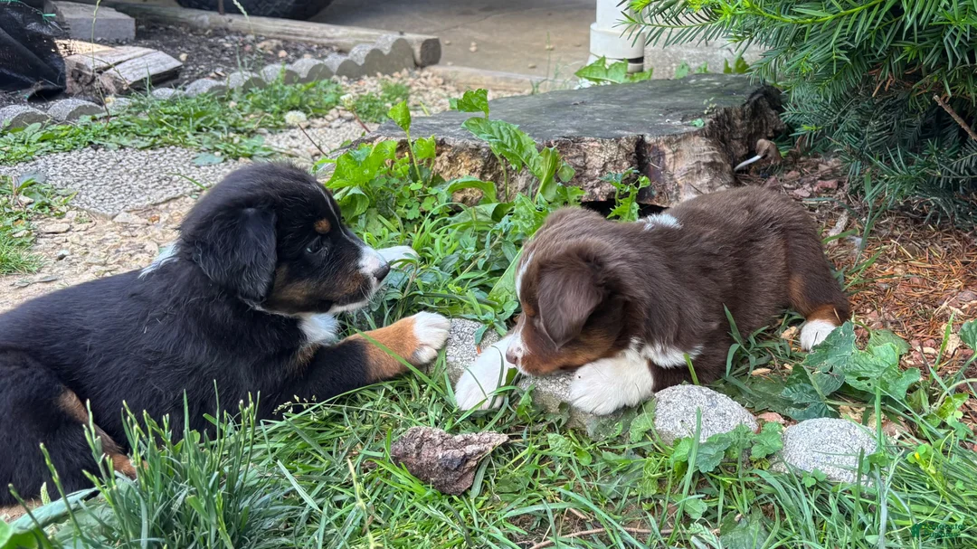 Miniature Australian Shepherd dogs for sale: #3 Red Tri female - Ad 2