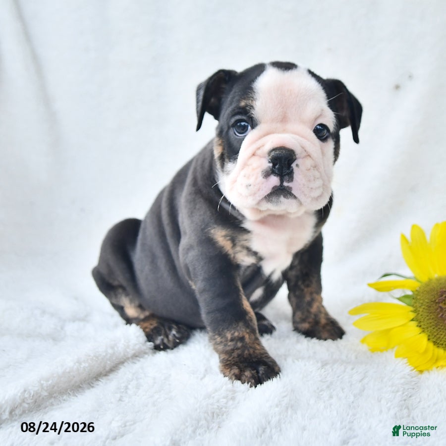 Olde English Bulldogge dogs Darla - Ad 2