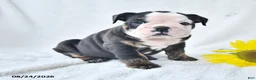 Olde English Bulldogge dogs for sale: Darla - Ad 2