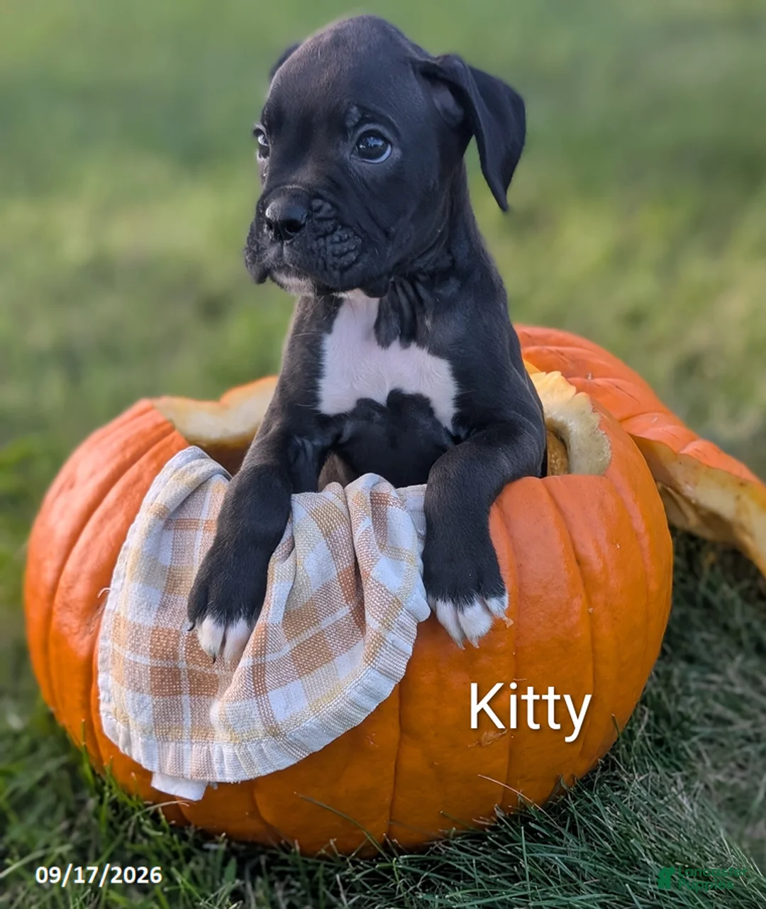 Boxer dogs for sale: Kitty - Ad 1
