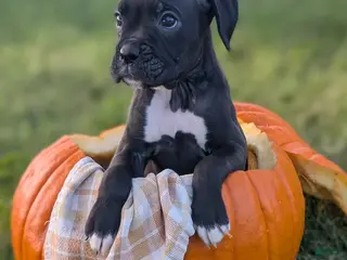 Boxer dogs Kitty - Ad 6