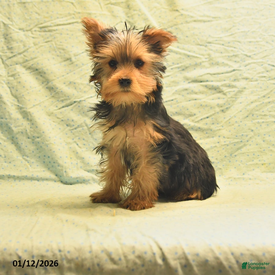 Yorkshire Terrier dogs Earl - Ad 16