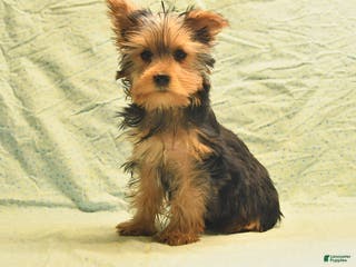 Yorkshire Terrier dogs Earl - Ad 16