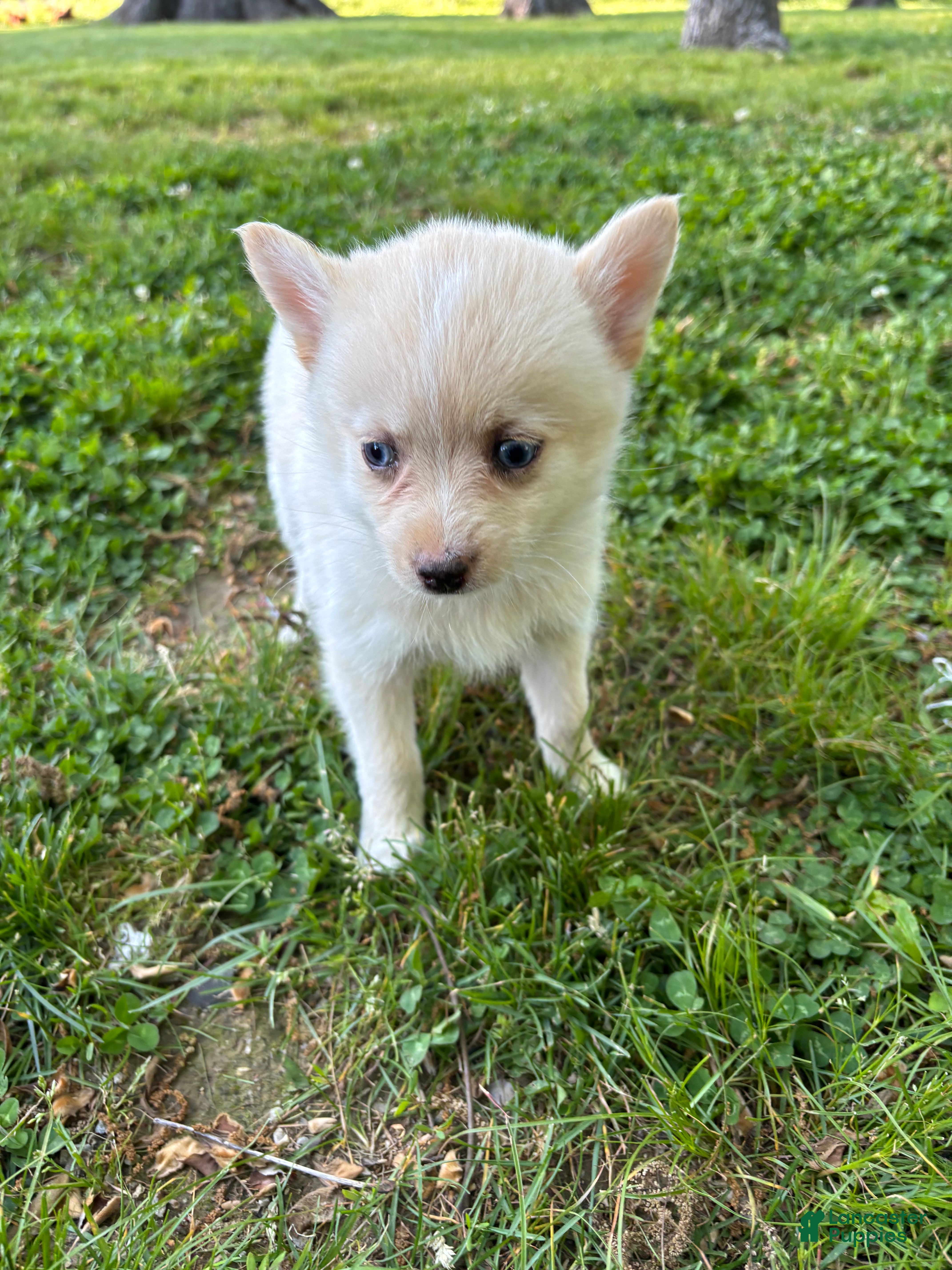 Pomsky dogs Milly - Ad 2