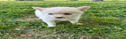 Pomsky dogs for sale: Milly - Ad 2