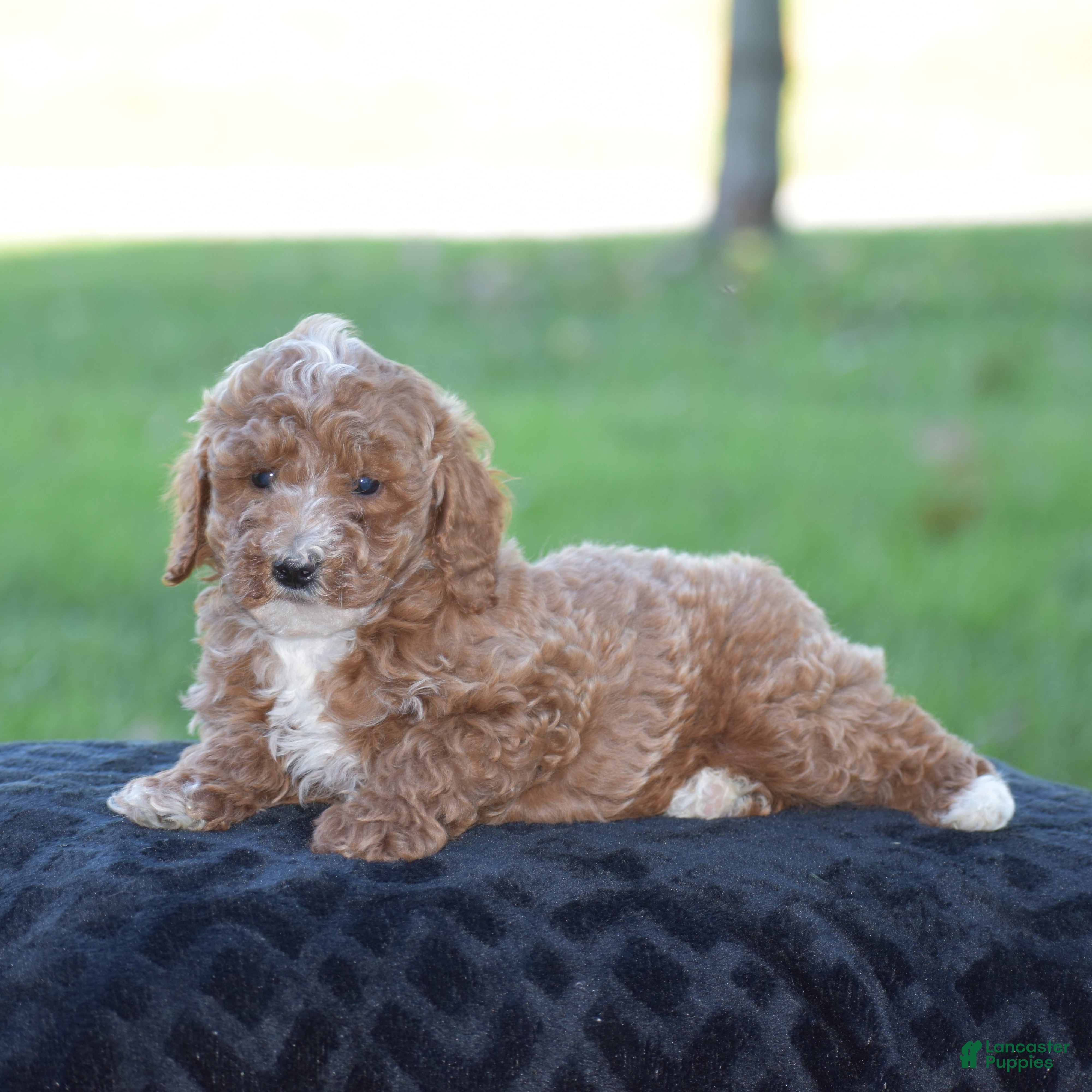 Miniature Poodle dogs for sale: El Paso - Ad 1