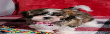 Shih Tzu Morita 