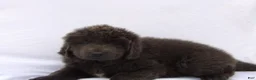 Newfoundland dogs for sale: Newfoundland Puppy 4 - Ad 2
