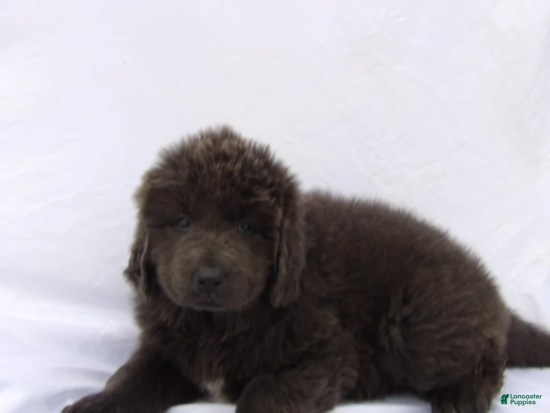 Newfoundland dogs for sale: Newfoundland Puppy 4 - Ad 2