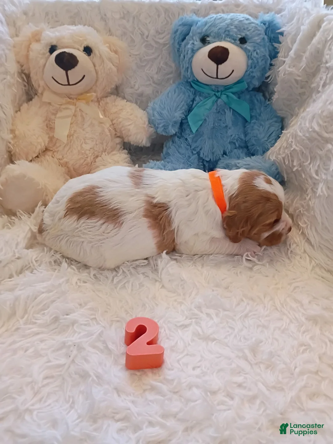 Brittany Spaniel dogs for sale: Brittany Spaniel 2 - Ad 2