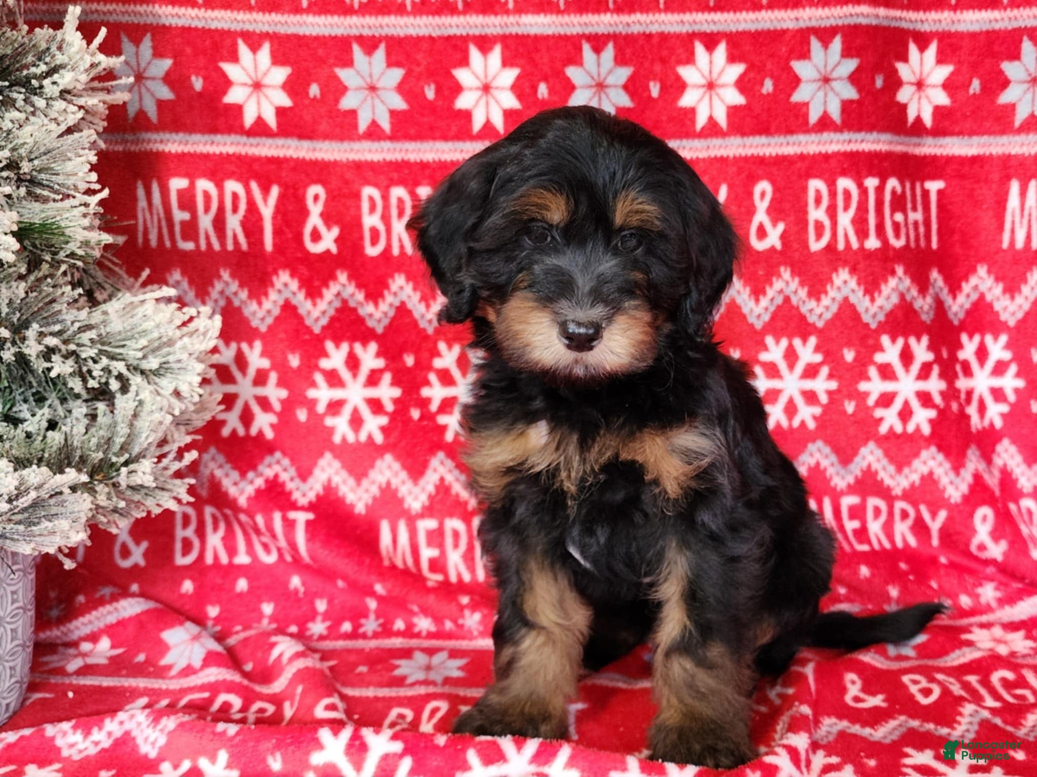 Mini Bernedoodle dogs Donner - Ad 28