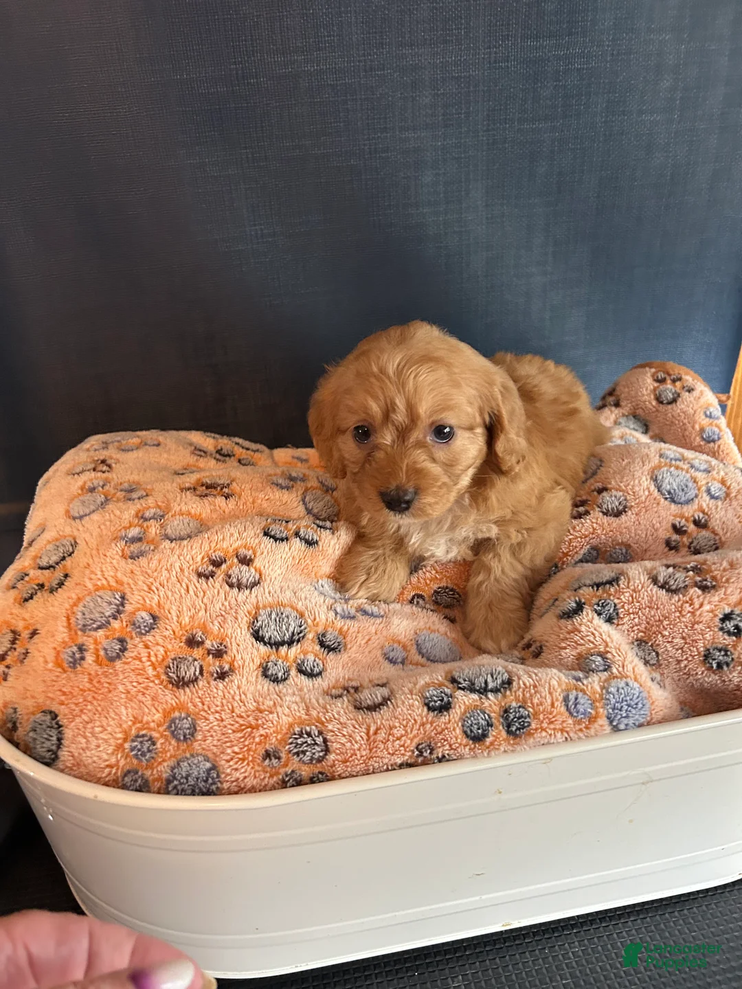 Cavapoo dogs for sale: Cavapoo 6 Marley  - Ad 2