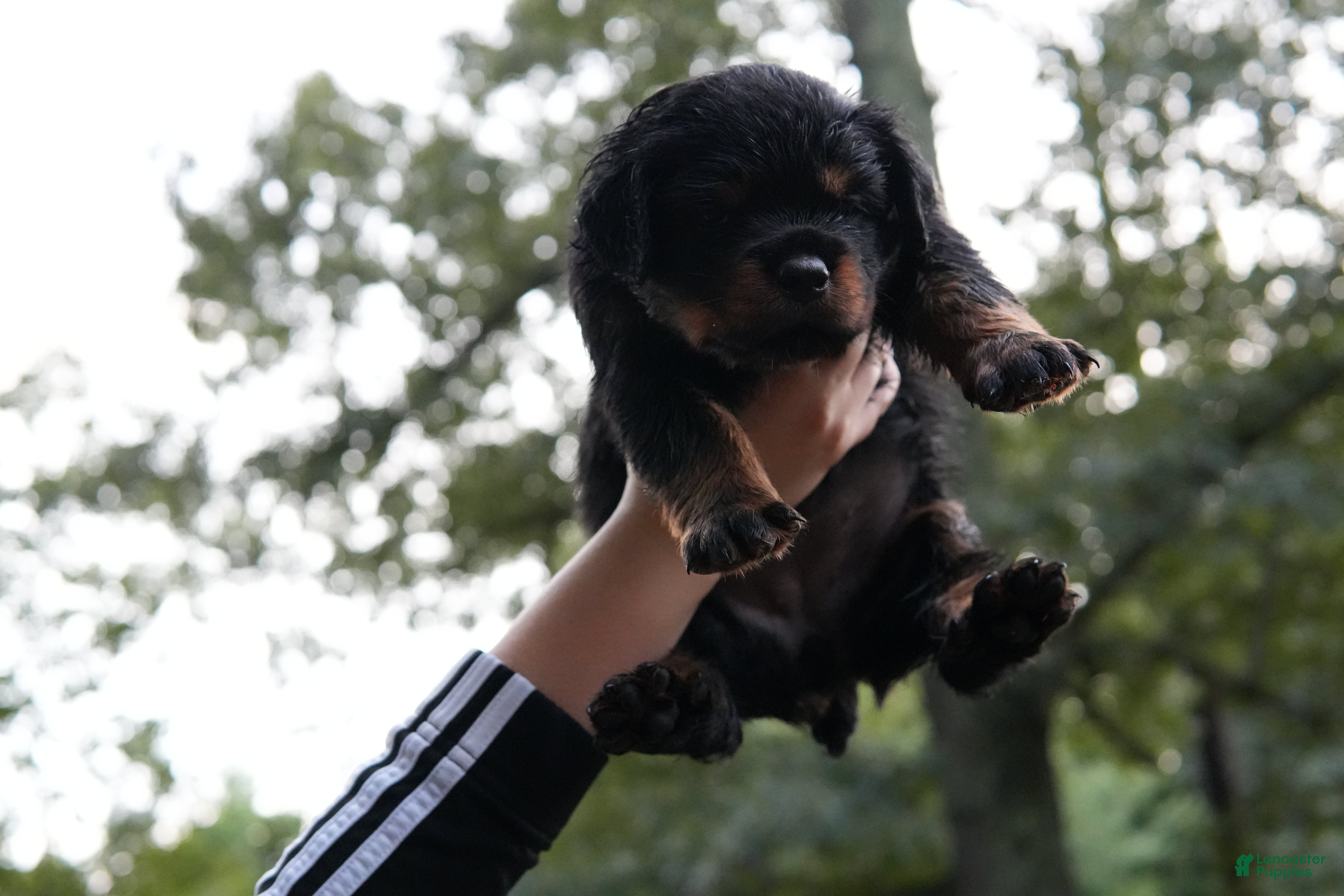 Rottweiler dogs Rottweiler 1 - Ad 1