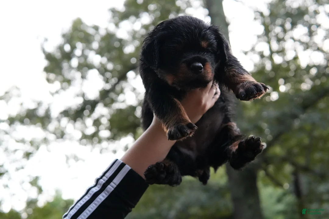 Rottweiler dogs for sale: Rottweiler 1 - Ad 1