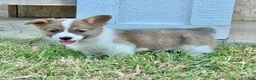 Welsh Corgi Pembroke dogs for sale: Boomer - Ad 2