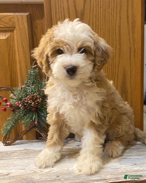 Mini Bernedoodle dogs Sandy - Ad 10