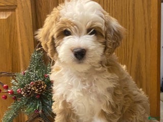 Mini Bernedoodle dogs Sandy - Ad 10