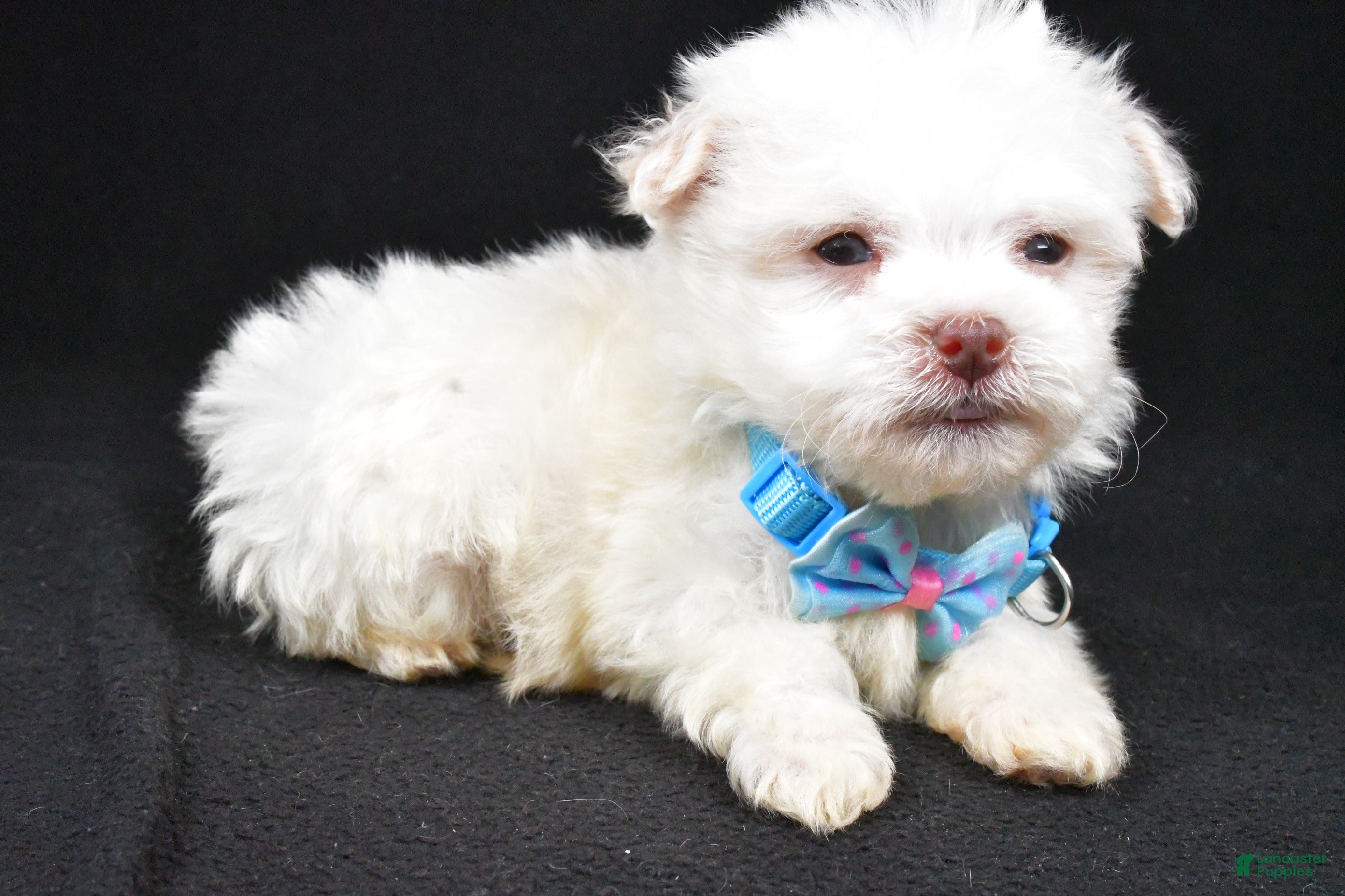 Havanese dogs Charles - Ad 2