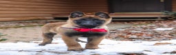 Belgian Malinois dogs for sale: Halo - Ad 12