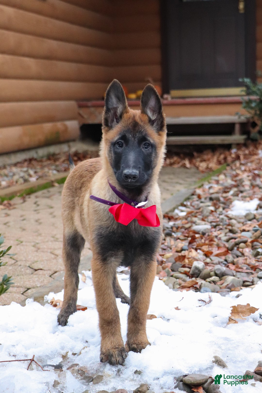 Belgian Malinois dogs for sale: Halo - Ad 12
