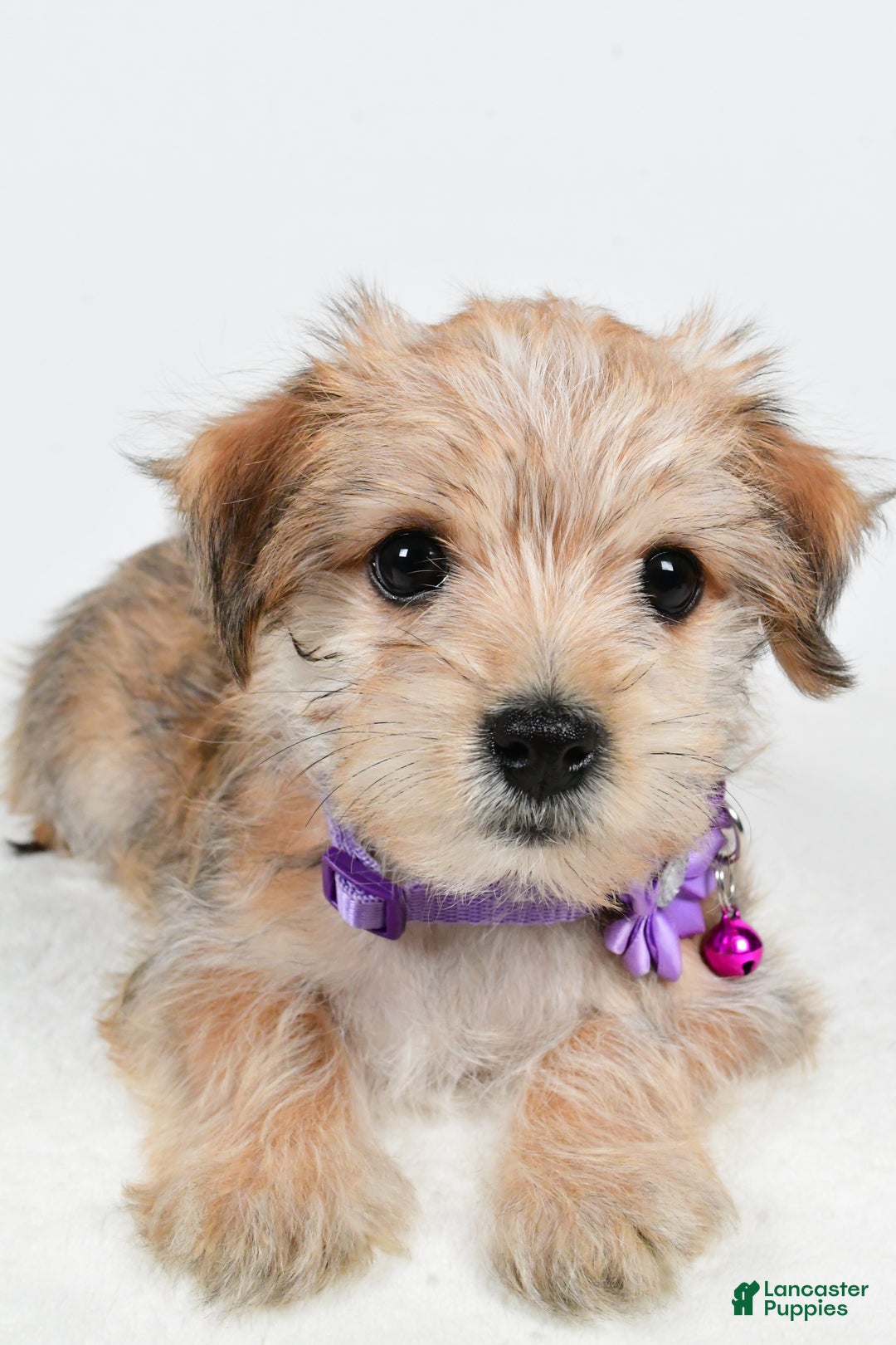 Morkie dogs for sale: Vicky - Ad 4