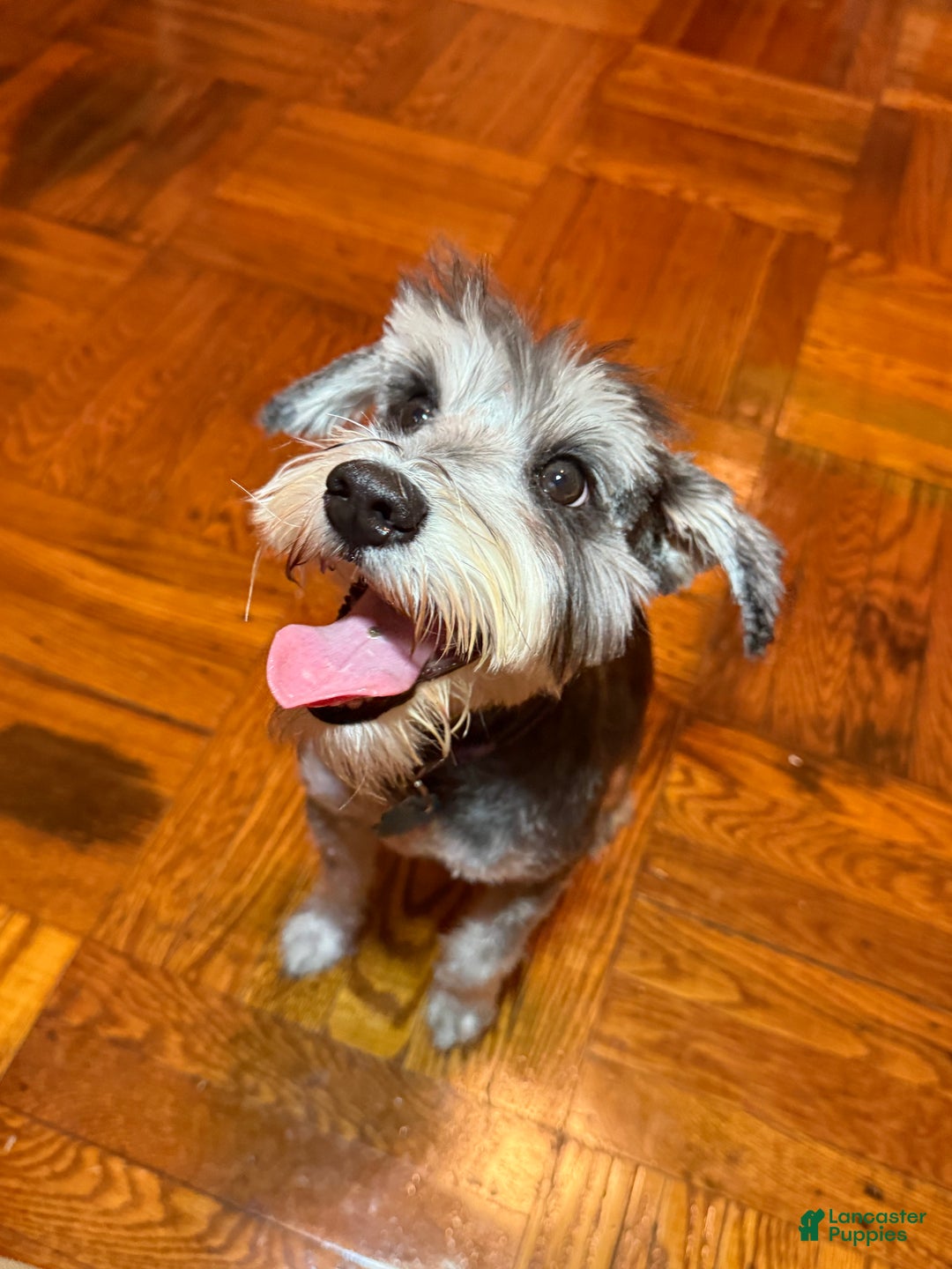 Miniature Schnauzer dogs for sale: BELLA - Ad 5