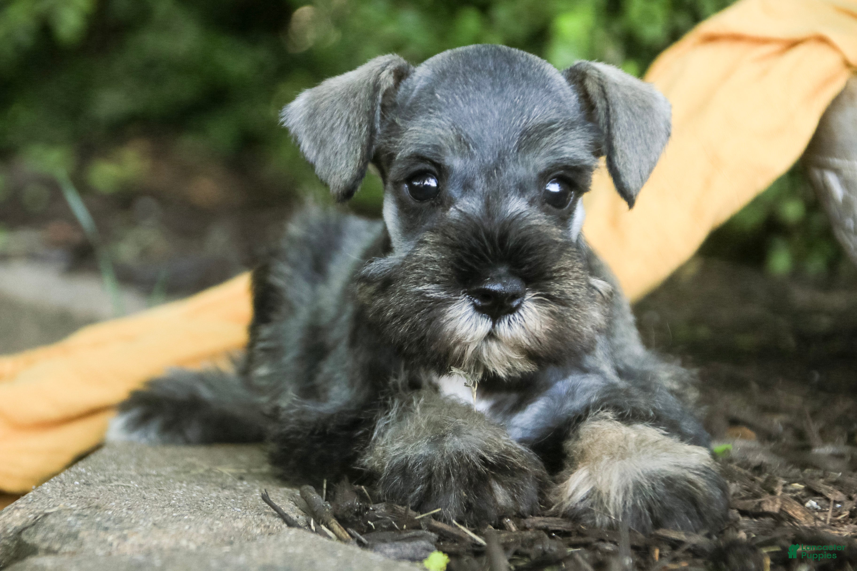 Miniature Schnauzer dogs Quest Miniature Schnauzer  - Ad 2