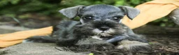 Miniature Schnauzer dogs for sale: Quest Miniature Schnauzer  - Ad 2