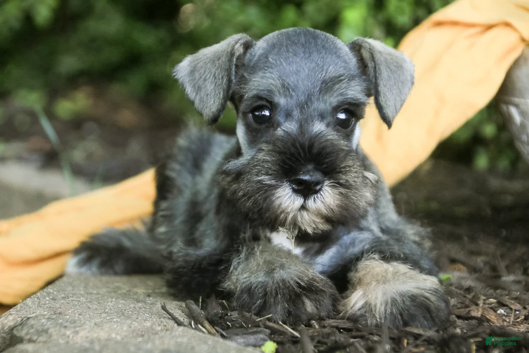 Miniature Schnauzer dogs for sale: Quest Miniature Schnauzer  - Ad 2