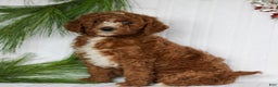 Mini Goldendoodle dogs for sale: Caramel  - Ad 3
