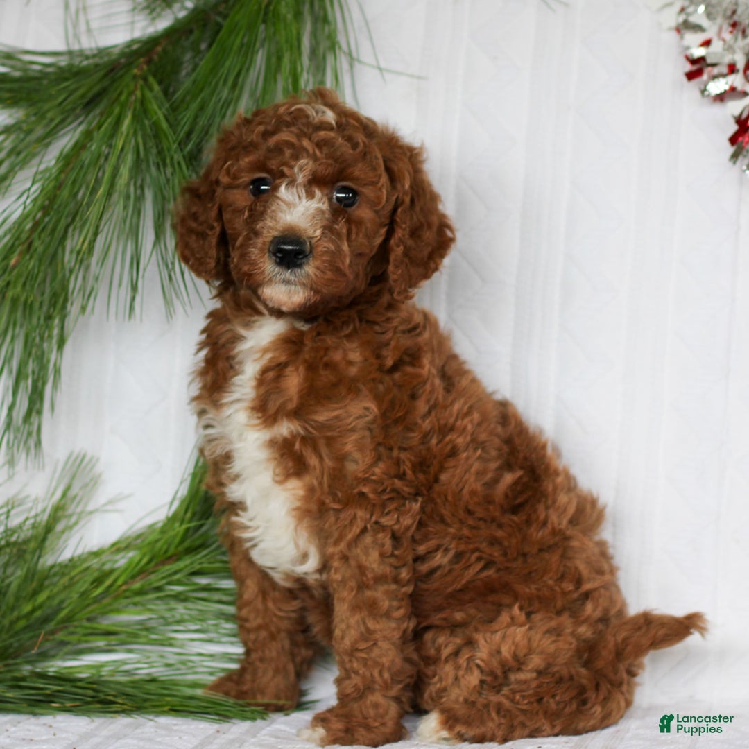 Mini Goldendoodle dogs for sale: Caramel  - Ad 3