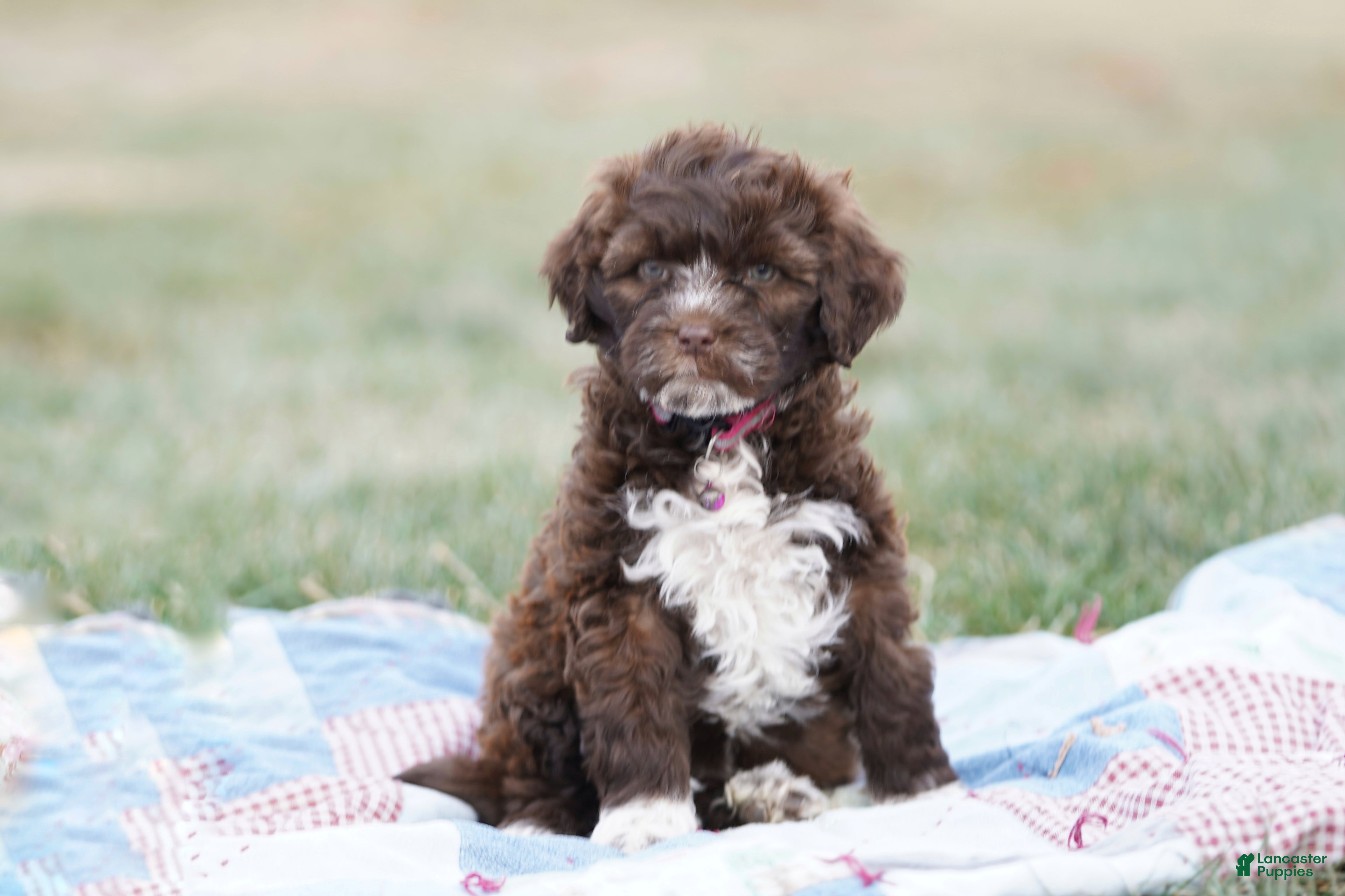 Portuguese Water Dog dogs Sofi  - Ad 2