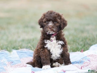 Portuguese Water Dog dogs Sofi - Ad 4