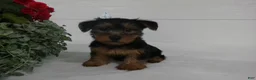 Yorkshire Terrier dogs for sale: Bella - Ad 10