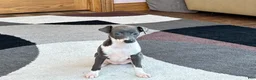 Italian Greyhound dogs for sale: Gina  - Ad 4