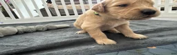 Golden Retriever dogs for sale: Lemon - Ad 3