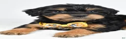 Mixed Breed dogs for sale: Tyson - Ad 8
