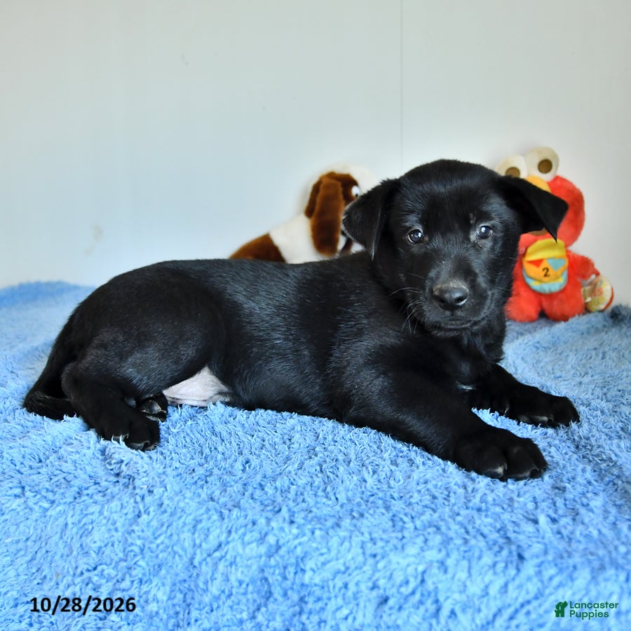 Belgian Malinois dogs for sale: Axel - Ad 1