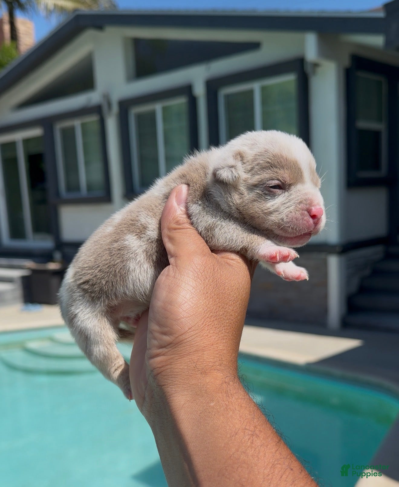 American Bully dogs American Bully 1 - Ad 14