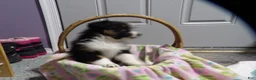 Miniature Australian Shepherd dogs for sale: Mardie - Ad 4