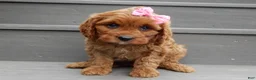 Cavapoo dogs for sale: Ginger - Ad 4