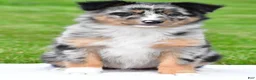 Australian Shepherd dogs for sale: Jody - Ad 3